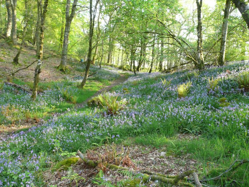 Killiegowan Wood, Anwoth, Dumfries & Galloway